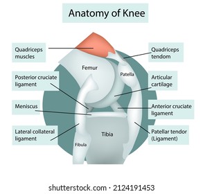 Anatomy of Knee Joint Cross Section Showing the major parts which made the knee joint For Basic Medical Education, vector illustration