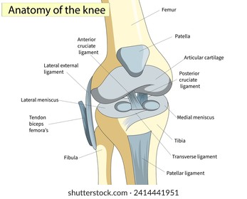 Anatomía. Sección Cruzada Conjunta de Knee que muestra las partes principales que hicieron la articulación de rodilla para la educación médica básica