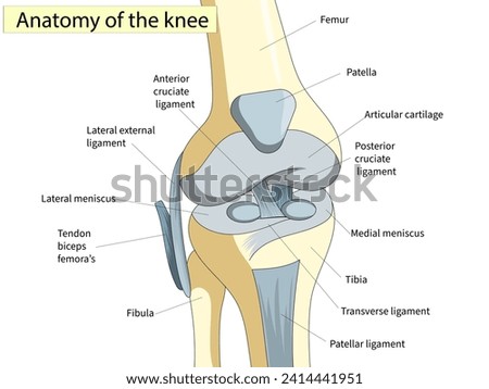 Anatomy. Knee Joint Cross Section Showing the major parts which made the knee joint For Basic Medical Education