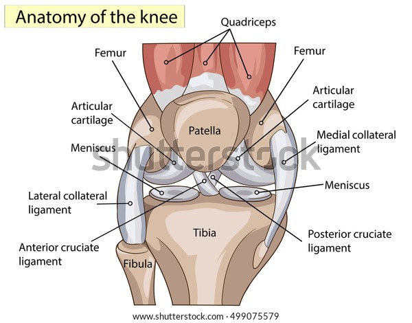解剖学 基礎医学教育の膝関節の主要部分を示す膝関節断面 のベクター画像素材 ロイヤリティフリー