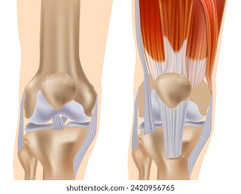 Anatomy of the knee joint front view. Knee Muscles and Ligaments Parts. Knee tendons