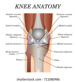 Anatomy of the knee joint front view, template for training a medical surgical poster, traumatology page. Vector illustration.