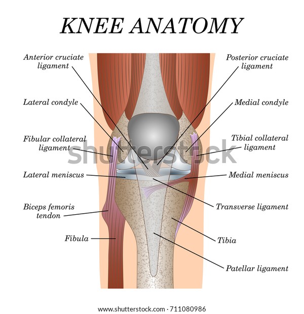 Anatomy Knee Joint Front View Template Stock Vector (Royalty Free
