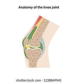 Anatomy of the knee joint. Sagittal view of a healthy knee joint is isolated on a white background. Vector illustration