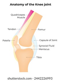 Anatomie des Kniegelenks Science Design Vector Illustrationsdiagramm