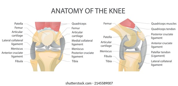 Anatomy of the knee. Showing the major parts which made the knee joint. Knee Joint Cross Section. Vector graphic illustration.