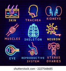 Conjunto de etiquetas de anatomía. Ilustración vectorial de objetos médicos de salud humana.