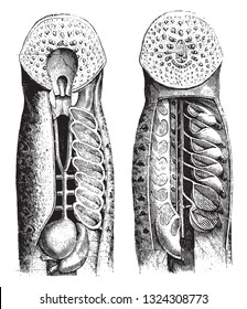 Anatomy of the Lamprey, vintage engraved illustration. Zoology Elements from Paul Gervais.
