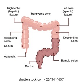 3,818 Appendix diagram Images, Stock Photos & Vectors | Shutterstock