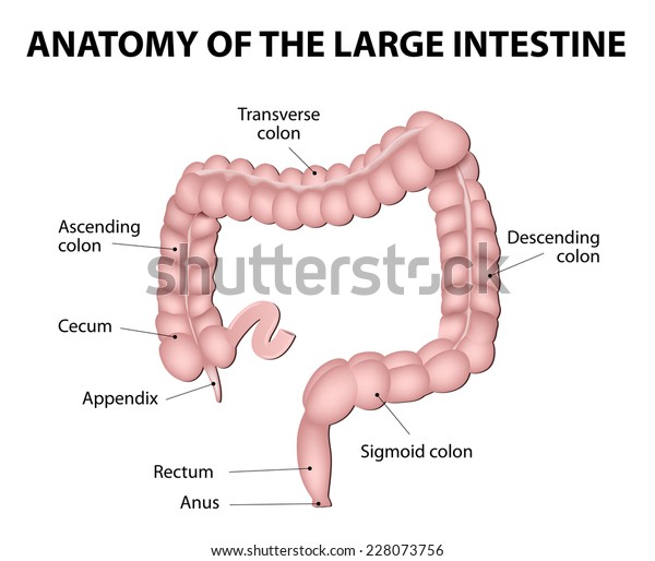 Anatomy of the Large Intestine. Medical\
Illustration. Human\
Anatomy.