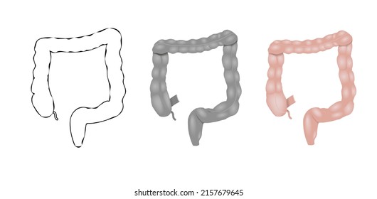 anatomy of large ontestine, vector, illustratin