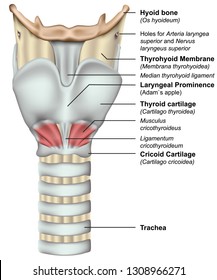 Anatomy Of The Larynx 3d Medical Vector Illustration On White Background