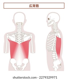 Anatomy of the Latissimus dorsi muscle from tthe side and back [Translate]Latissimus dorsi muscle