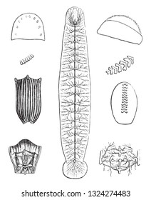 Anatomía de la ceja, ilustración vintage grabada. De Zoology Elements de Paul Gervais.
