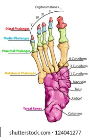 Anatomy of leg and foot human muscular and bones system