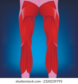 Anatomy of the leg muscles, rear view. Medical poster. Vector illustration