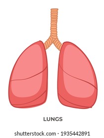 Anatomy lessons and health care, isolated icon of human organ. Lungs of person, illnesses and diseases. Treatment and care for respiratory and breathing. Curing infections. Vector in flat style