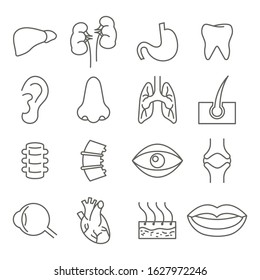Anatomy linear icons for web and applications. Vector graphics.