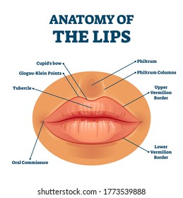 Anatomy of lips with detailed labeled parts description vector illustration. Educational facial mouth structure scheme with physiological terms explanation. Closeup example diagram for medicine study.