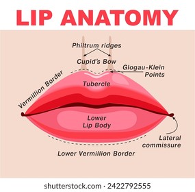 Anatomía de los labios con descripción detallada de las partes etiquetadas. Infografía de labios. Esquema educativo de la estructura facial de la boca. Concepto de diseño plano de ilustración vectorial. Diagrama de ejemplo para el estudio de medicina