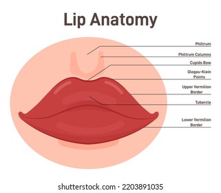 Anatomy of lips. Human mouth external parts with description. Closed female lips. Flat vector illustration