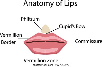 Anatomy of lips, vector illustration