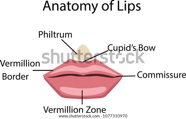 Anatomy Of Lip