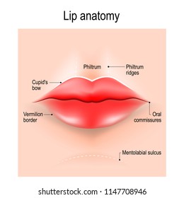 Anatomy of lips. vector illustration for use in medicine, skin care, education, science, and cosmetic surgery.