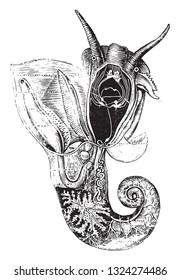 Anatomy of the littorine vignot, vintage engraved illustration. From Zoology Elements from Paul Gervais.
