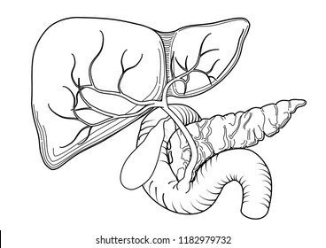 Anatomy Liver Outline Stock Vector (Royalty Free) 1182979732