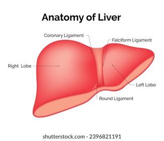 Anatomy of Liver Science Design Vector Illustration Diagram