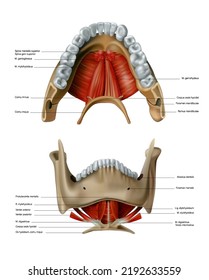 The anatomy and location of the bone and hyoid muscles of the human lower jaw. Vector 3D illustration