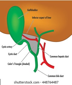 Common Bile Duct Stock Images, Royalty-Free Images & Vectors | Shutterstock