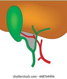 Anatomy and location of the gallbladder and ducts with relation to the liver, including blood supply