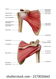 Anatomie und Lage der menschlichen Muskeln auf den Schulterblättern des Rückens. Vektorgrafik 3D-Illustration