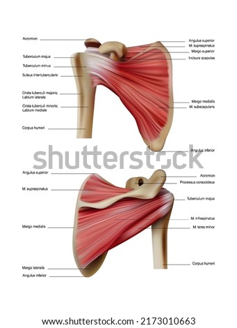 Anatomy and location of human muscles on the shoulder blades of the back. Vector 3D illustration