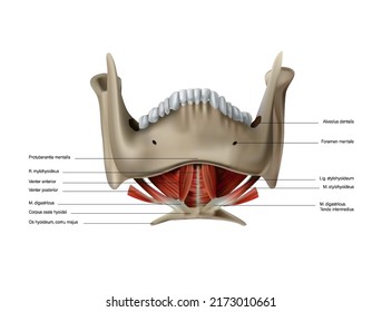 Anatomie und Lage der menschlichen Sublingumuskeln. Vektorgrafik 3D-Illustration