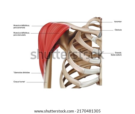 Anatomy and location of the muscles of the shoulder on a white background. Vector 3D illustration