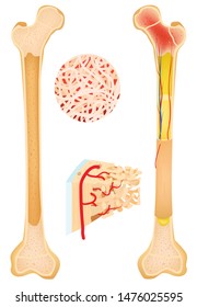 Anatomy of a long bone human