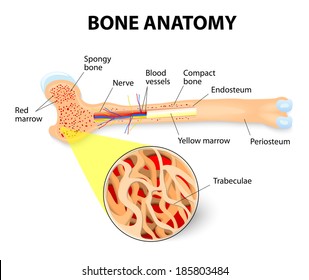 anatomy of the Long Bone. Periosteum, endosteum, bone marrow and trabeculae.