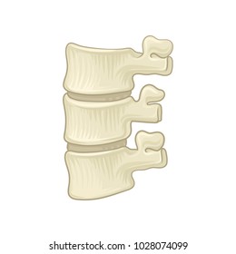 Anatomy of lumbar spine. Part of human backbone. Vertebral bones and intervertebral disks. Design for educational medical book. Detailed flat vector icon