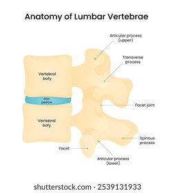 Anatomy of the Lumbar Vertebrae