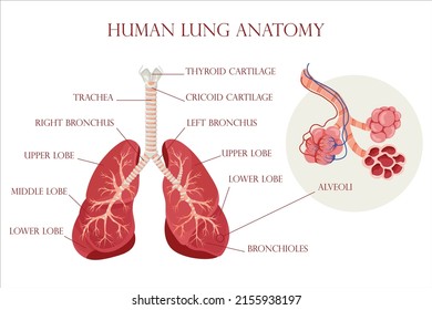 Anatomy lungs and alveoli. The air space in the lungs through which oxygen and carbon dioxide are exchanged. Vector illustration.