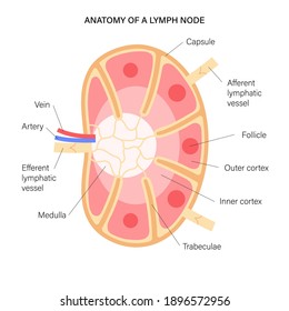 Anatomy of a lymph node illustration for clinic, hospital or medical poster. Human lymphatic system and ducts infographic concept. Anatomical banner for education or science isolated flat vector.