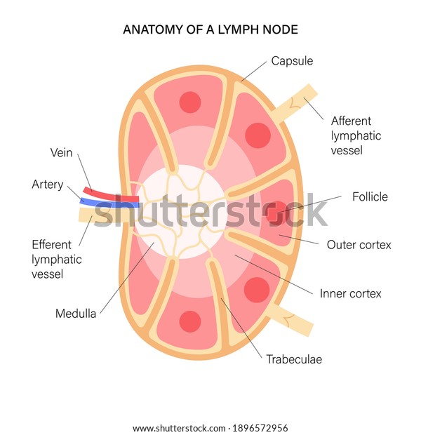 Anatomy of a lymph node illustration for clinic,
hospital or medical poster. Human lymphatic system and ducts
infographic concept. Anatomical banner for education or science
isolated flat vector.