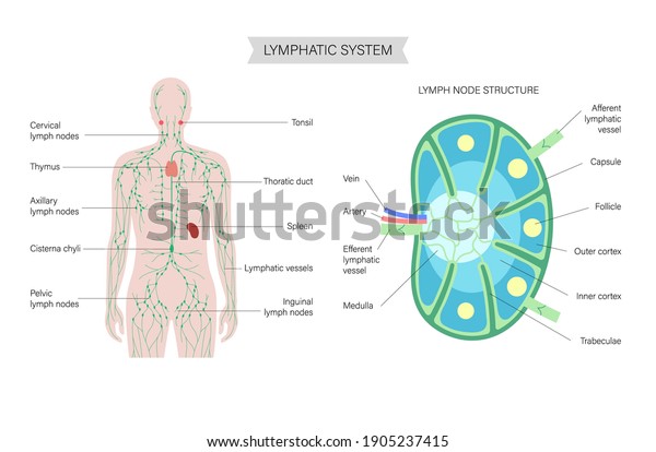 Anatomy of lymph node in man silhouette.\
illustration for clinic, medical poster. Human lymphatic system and\
ducts infographic concept. Anatomical banner for education or\
science isolated flat\
vector.
