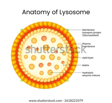 Anatomy of Lysosome Detailed Cellular Structure