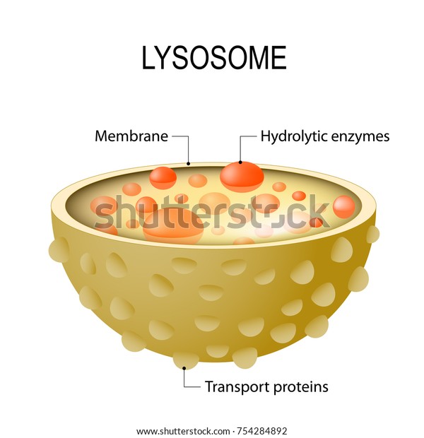 Anatomy Lysosome Hydrolytic Enzymes Membrane Transport Stock Vector 