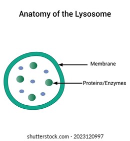 anatomy of the lysosome vector illustration