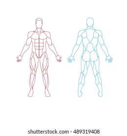 Anatomy of male muscular system.  Human muscles guide. Front view, back view.